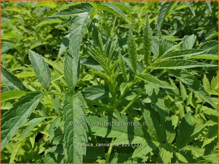 Datisca cannabina (pot 11 cm)