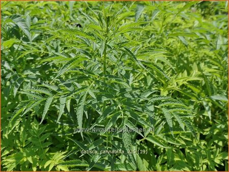 Datisca cannabina (pot 11 cm)