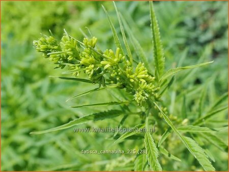 Datisca cannabina (pot 11 cm)