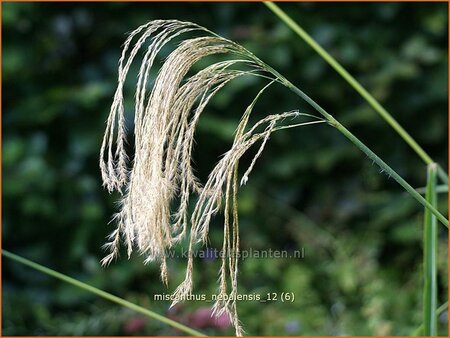 Miscanthus nepalensis (pot 11 cm)