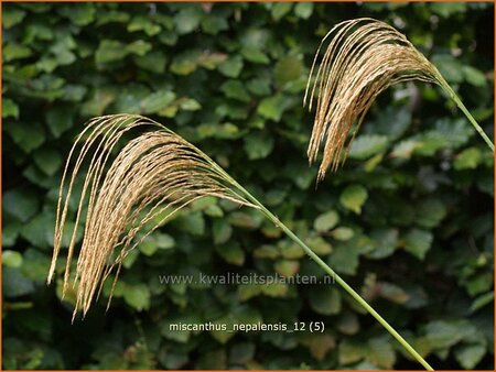 Miscanthus nepalensis (pot 11 cm)