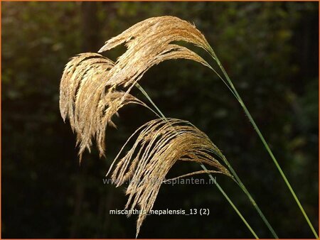Miscanthus nepalensis (pot 11 cm)