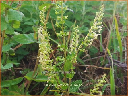 Teucrium scorodonia