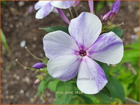 Phlox 'Gzhel'