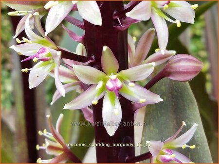 Eucomis 'Sparkling Burgundy' (pot 11 cm)