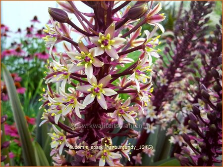 Eucomis 'Sparkling Burgundy' (pot 11 cm)