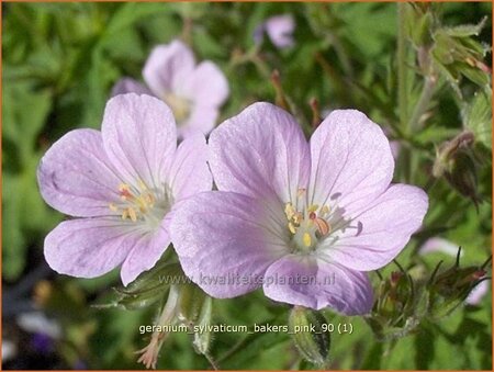 Geranium sylvaticum 'Baker's Pink'
