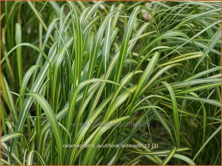 Calamagrostis acutiflora &#39;Eldorado&#39;