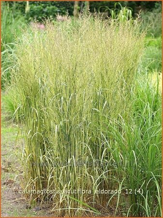 Calamagrostis acutiflora &#39;Eldorado&#39;