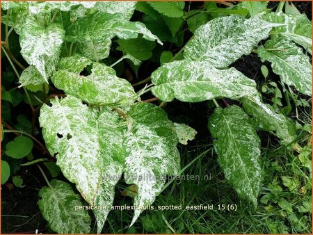 Persicaria amplexicaulis &#39;Spotted Eastfield&#39;