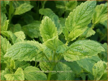 Melissa officinalis &#39;Aureovariegata&#39;