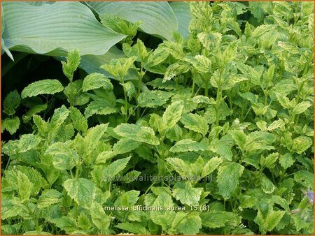 Melissa officinalis &#39;Aureovariegata&#39;