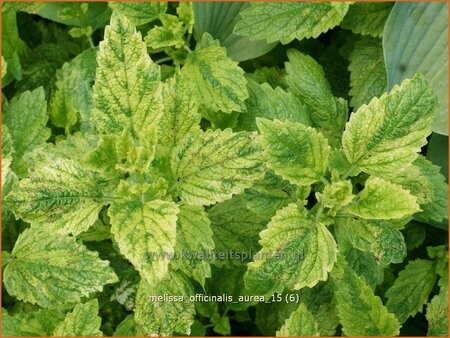 Melissa officinalis &#39;Aureovariegata&#39;