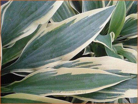 Hosta &#39;Wolverine&#39;