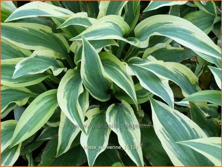 Hosta &#39;Wolverine&#39;