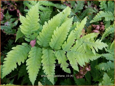 Dryopteris goldiana