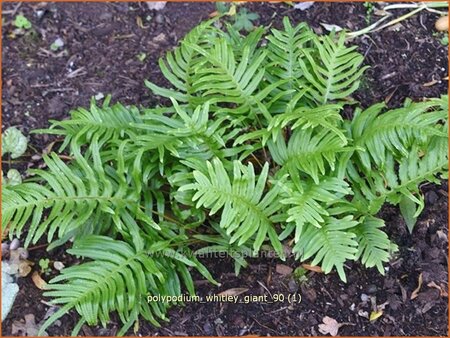 Polypodium &#39;Whitley Giant&#39;