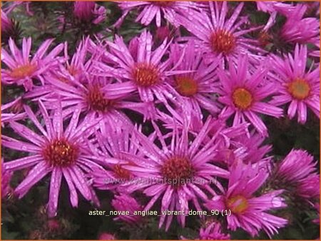 Aster novae-angliae 'Vibrant Dome'