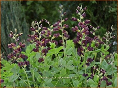Baptisia 'Dutch Chocolate'