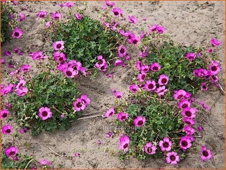 Geranium &#39;Jolly Jewel Night&#39;