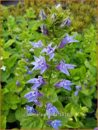 Lobelia siphilitica