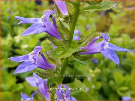 Lobelia siphilitica