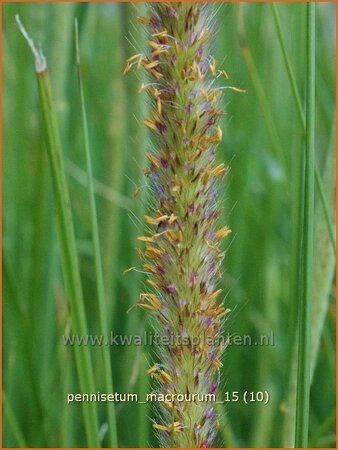 Pennisetum macrourum