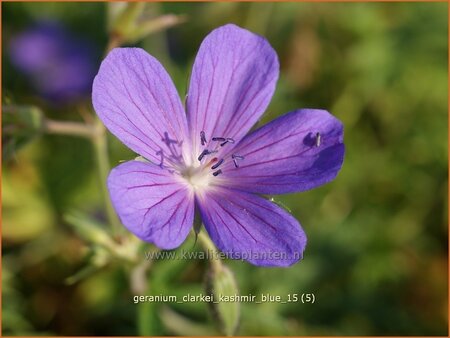 Geranium clarkei &#39;Kashmir Blue&#39;