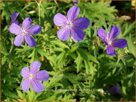 Geranium clarkei &#39;Kashmir Blue&#39;