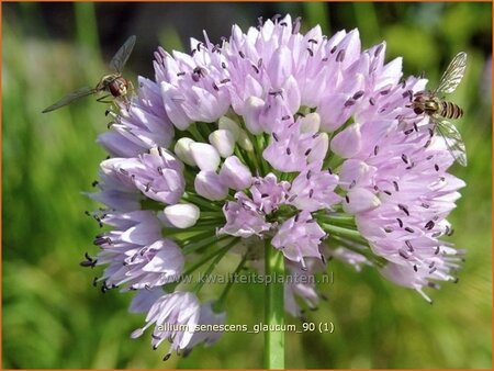 Allium senescens &#39;Glaucum&#39;