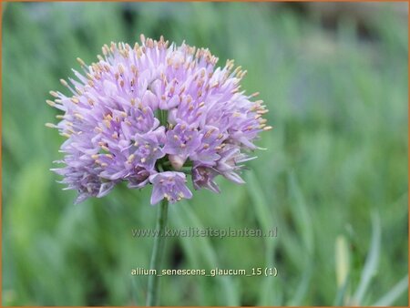 Allium senescens &#39;Glaucum&#39;