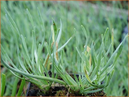 Allium senescens &#39;Glaucum&#39;