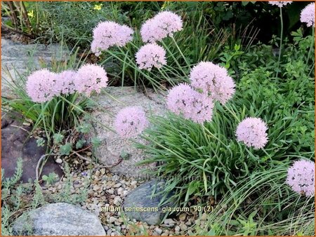 Allium senescens &#39;Glaucum&#39;