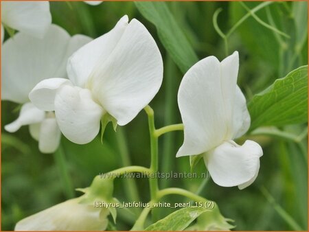 Lathyrus latifolius &#39;White Pearl&#39;