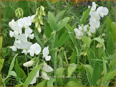 Lathyrus latifolius &#39;White Pearl&#39;