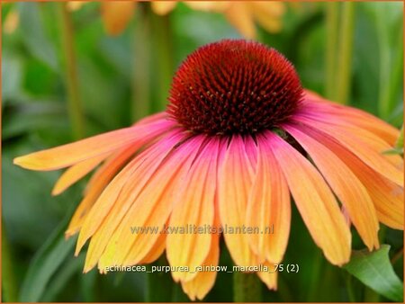 Echinacea purpurea &#39;Rainbow Marcella&#39;