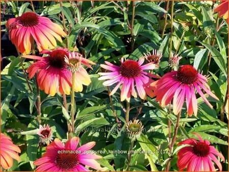 Echinacea purpurea &#39;Rainbow Marcella&#39;