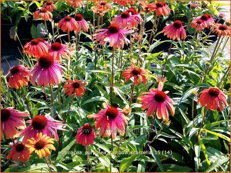 Echinacea purpurea &#39;Rainbow Marcella&#39;