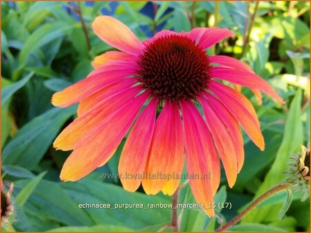 Echinacea purpurea &#39;Rainbow Marcella&#39;