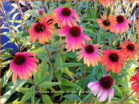 Echinacea purpurea &#39;Rainbow Marcella&#39;