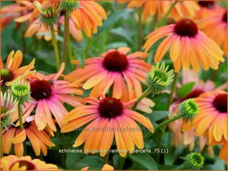 Echinacea purpurea &#39;Rainbow Marcella&#39;