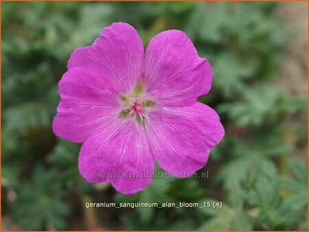 Geranium sanguineum &#39;Alan Bloom&#39;