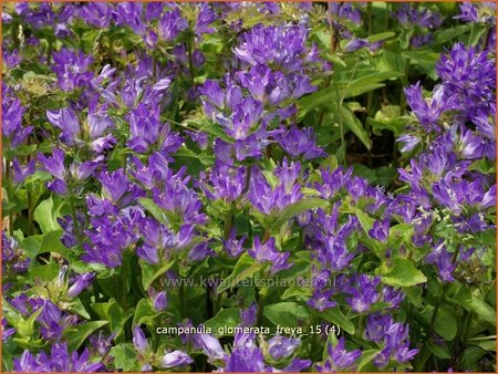 Campanula glomerata &#39;Freya&#39;