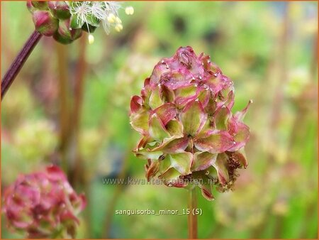 Sanguisorba minor