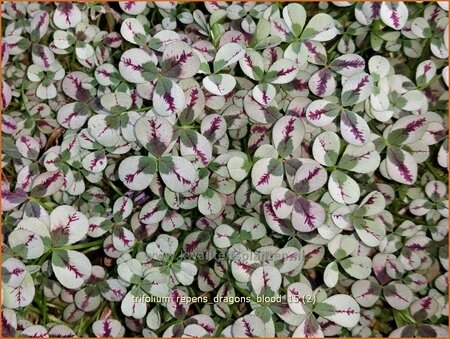 Trifolium repens 'Dragon's Blood'