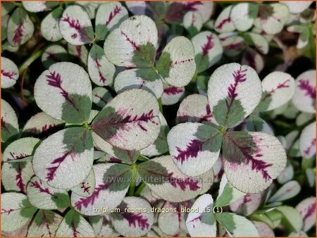 Trifolium repens 'Dragon's Blood'