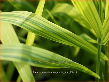 Phalaris arundinacea &#39;Arctic Sun&#39;