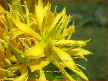 Gentiana lutea