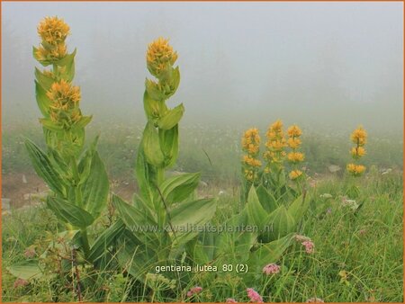 Gentiana lutea