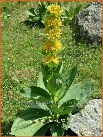 Gentiana lutea